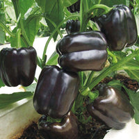 Chocolate Black Pepper 4 Seasons Pepper Garden Terrace Potted Ve