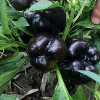 Chocolate Black Pepper 4 Seasons Pepper Garden Terrace Potted Ve