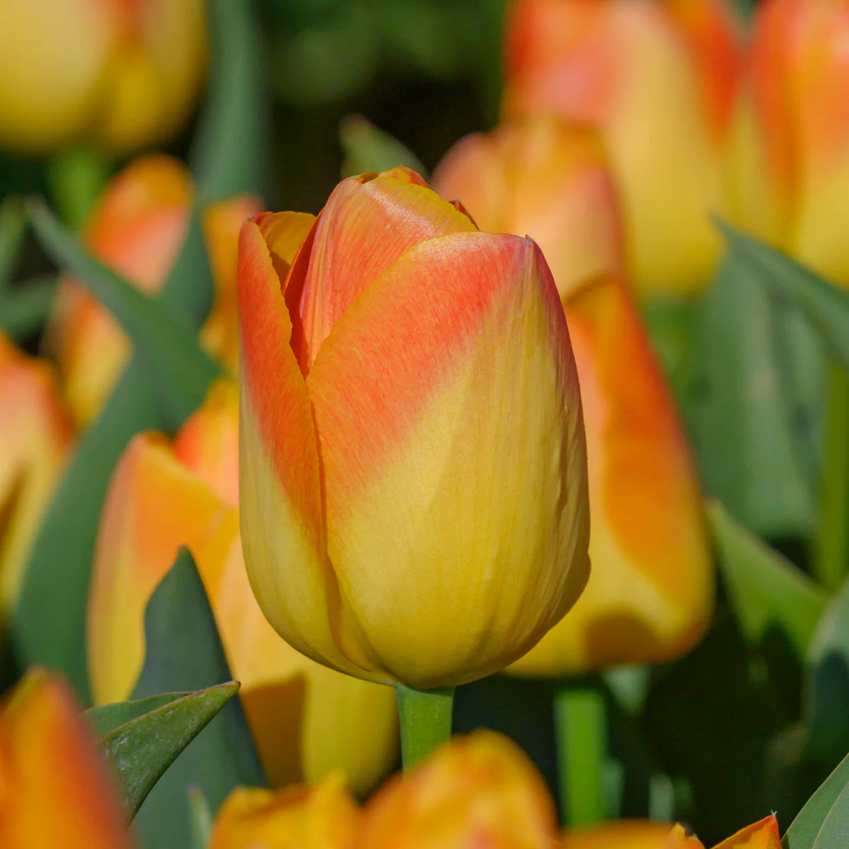 Desert Sun Tulip Seeds