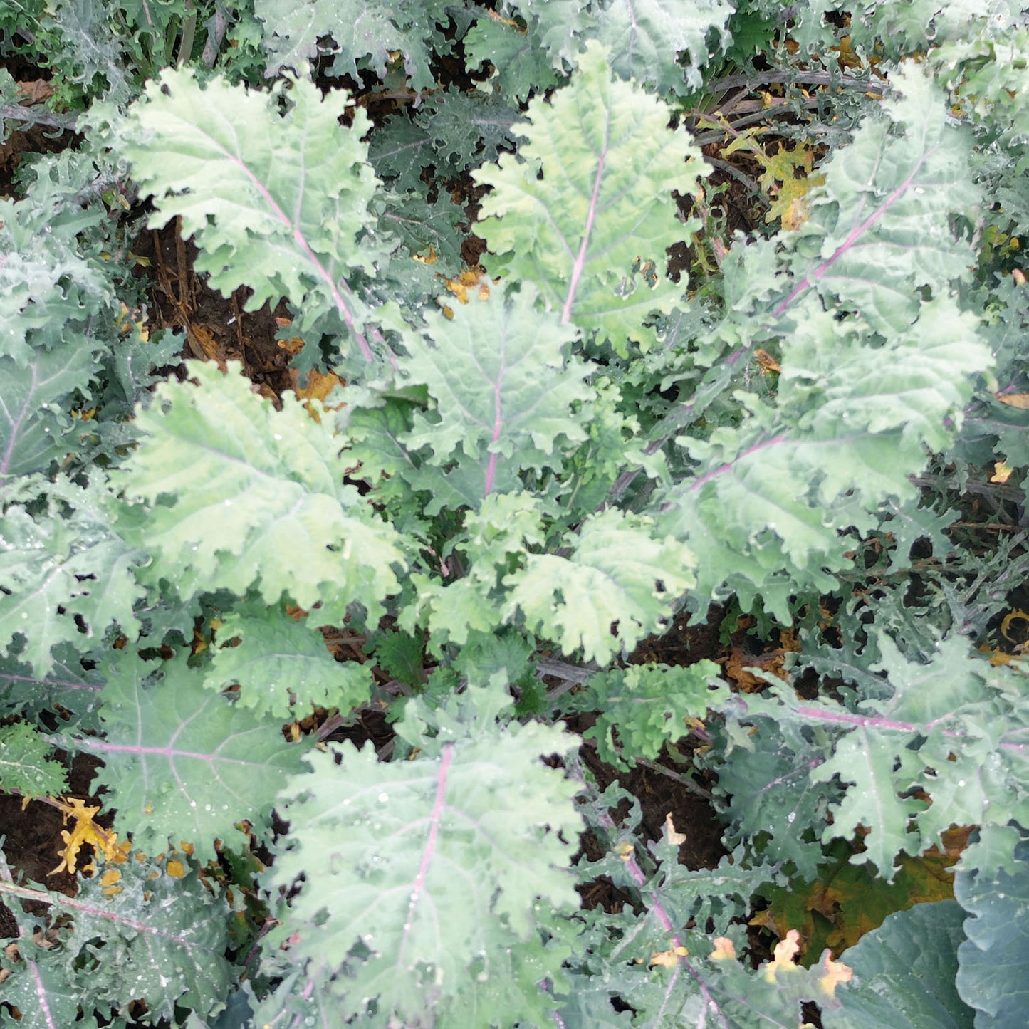 Frise Rouge – Organic Kale Seed
