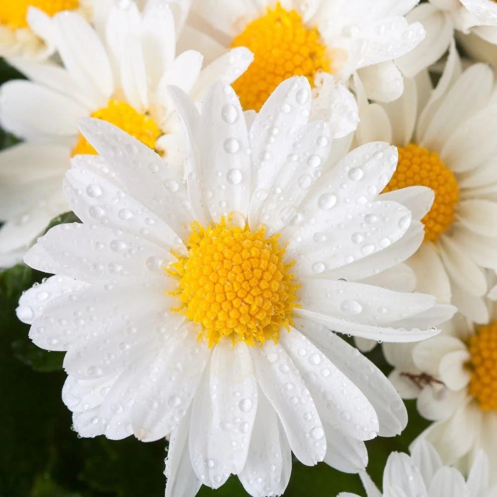 Chrysanthemum- Pure White