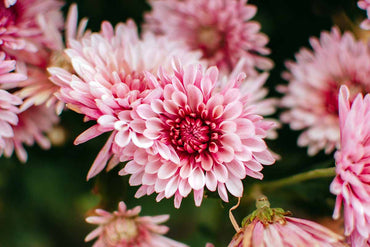 Chrysanthemum- Spring Delano (seedling)