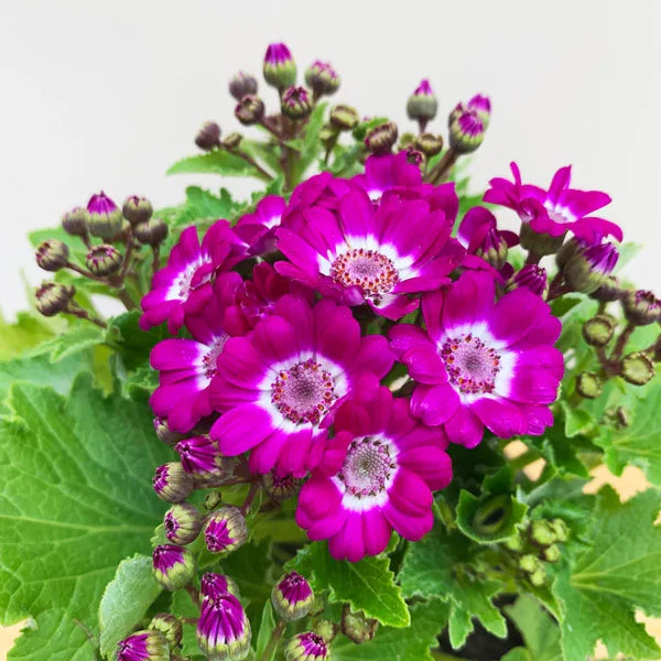 Heirloom Pink Cineraria Flower Seeds for Planting, Non-GMO for planting in home garden