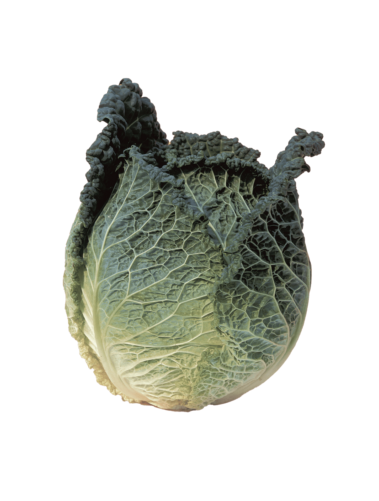 Clarissa – Cabbage Seed