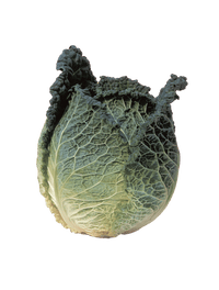 Clarissa – Cabbage Seed