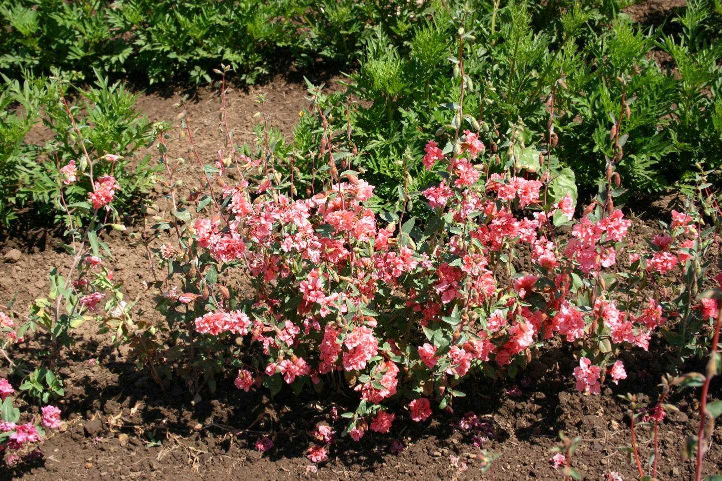 Elegant Salmon – Clarkia Seed