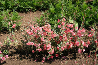 Elegant Salmon – Clarkia Seed