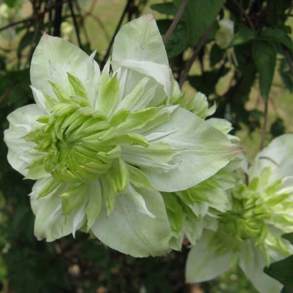 Light Green Clematis Flower Seeds for planting in home garden