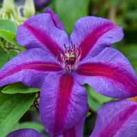 Heirloom Non-GMO Pink Violet Clematis Flower Seeds for Garden Planting – Climbing Blooms