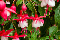 Fuchsia Flowers Seeds - Lantern Flower