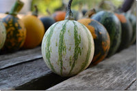 Goblin Eggs Mix – Gourd Seed