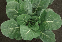 Flash – Collard Seed