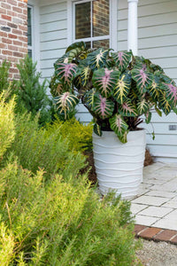 Royal Hawaiian 'Waikiki' Elephant Ears