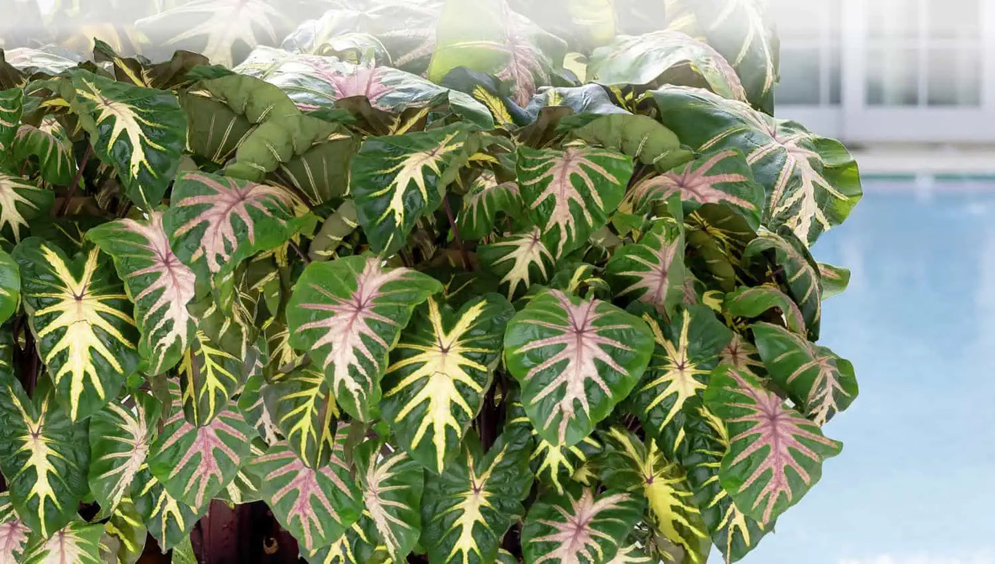 Royal Hawaiian 'Waikiki' Elephant Ears