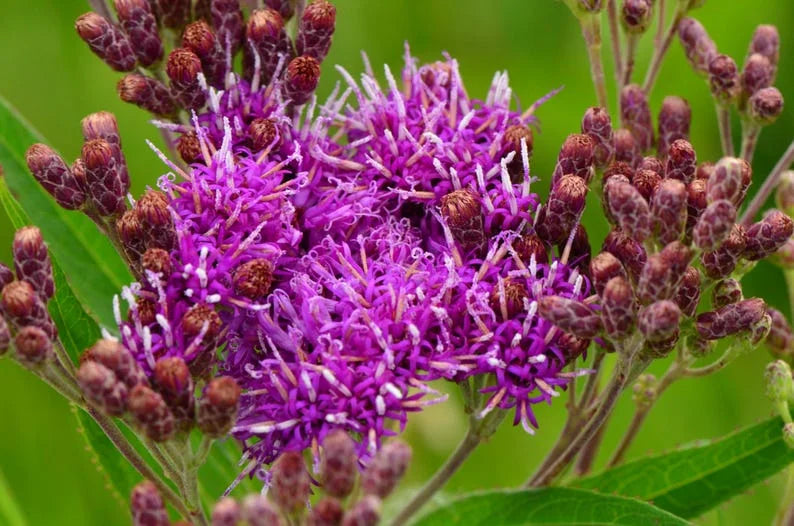 Heirloom Non-GMO Vernonia Anthelmintica Flower Seeds for Planting – Medicinal Wildflower Seeds - Non-GMO for planting in home garden