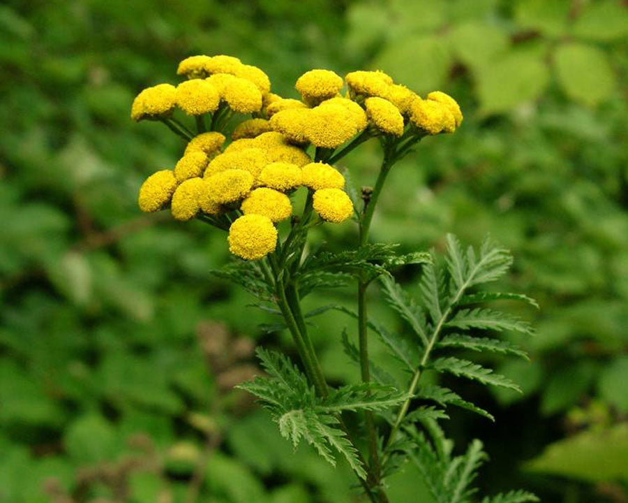 Tansy