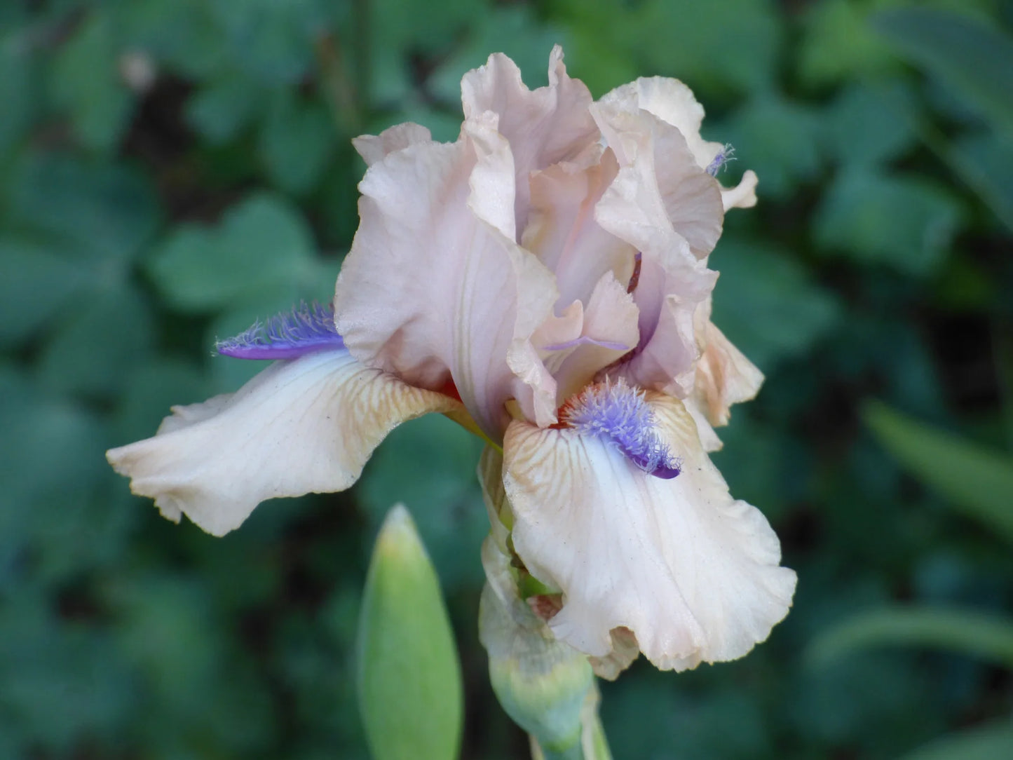 Concertina Reblooming Bearded Iris Seeds