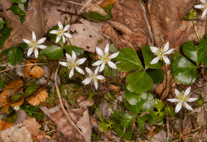Heirloom Non-GMO Goldthread Flower Seeds for Planting – Bright Yellow Wildflower Seeds