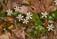 Heirloom Non-GMO Goldthread Flower Seeds for Planting – Bright Yellow Wildflower Seeds