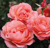 Rose- Coral Lions Rose