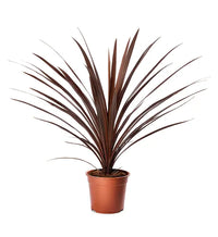Heirloom Cordyline Australis Plant Seeds, Non-GMO Tropical Foliage for Decorative Garden Planting