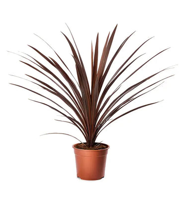 Heirloom Cordyline Australis Plant Seeds, Non-GMO Tropical Foliage for Decorative Garden Planting