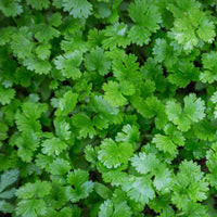 Coriander Kalmi Vegetable Seeds