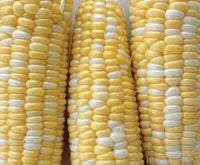 Latte – Treated Corn Seed