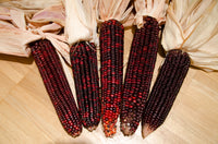 Corn, Maize- Bloody Butcher