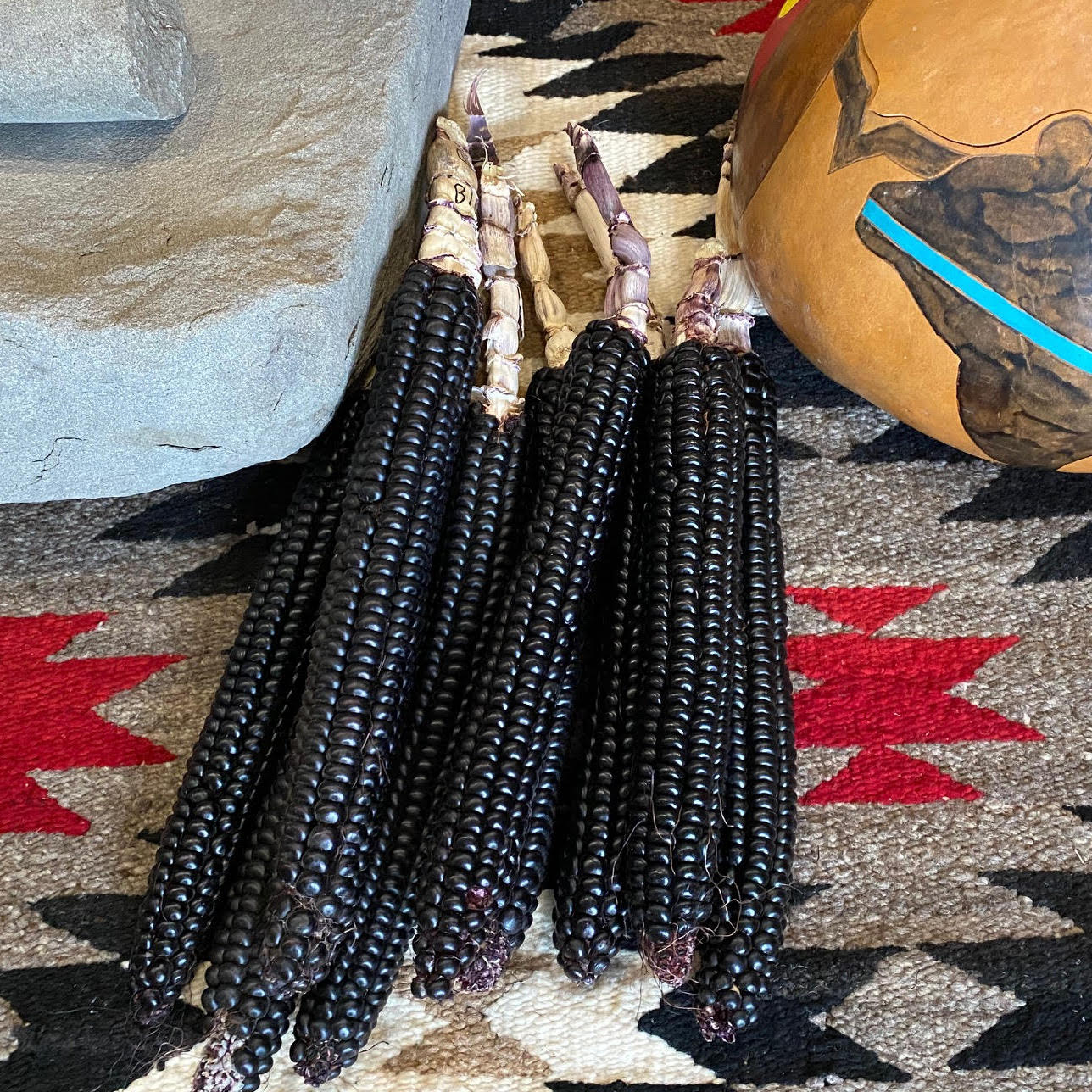 Montana Morado Maize – Organic Corn Seed