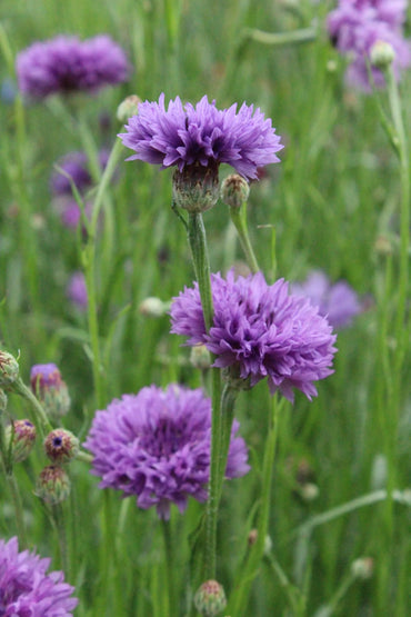 Cornflower- Mauve Ball
