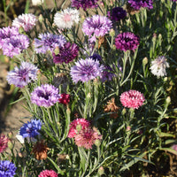 Cornflower- Dwarf Polka Dot Mix
