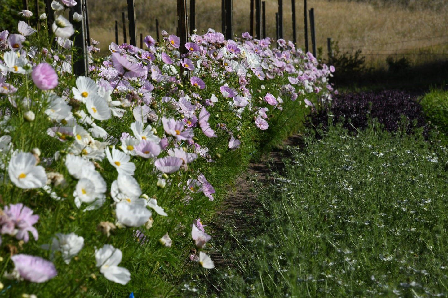 Cosmos- Cupcakes Blush and White Mix