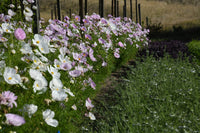 Cosmos- Cupcakes Blush and White Mix