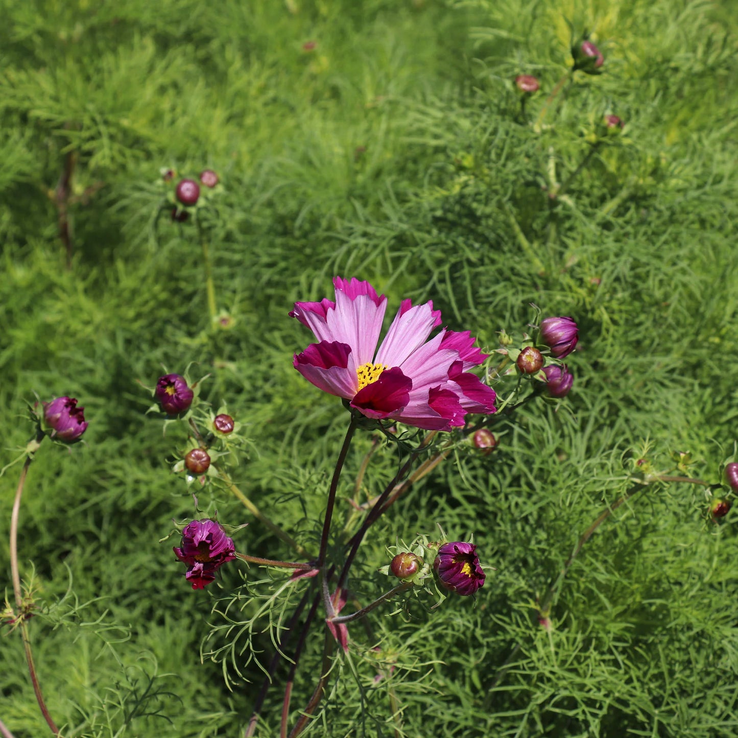 Sea Shells – Organic Cosmos Seed