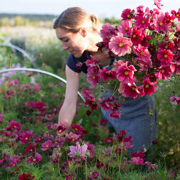 Rubenza – Cosmos Seed