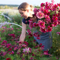 Rubenza – Cosmos Seed