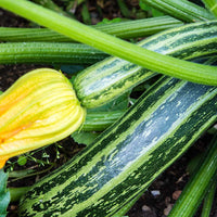 Safari – Zucchini Squash Seed
