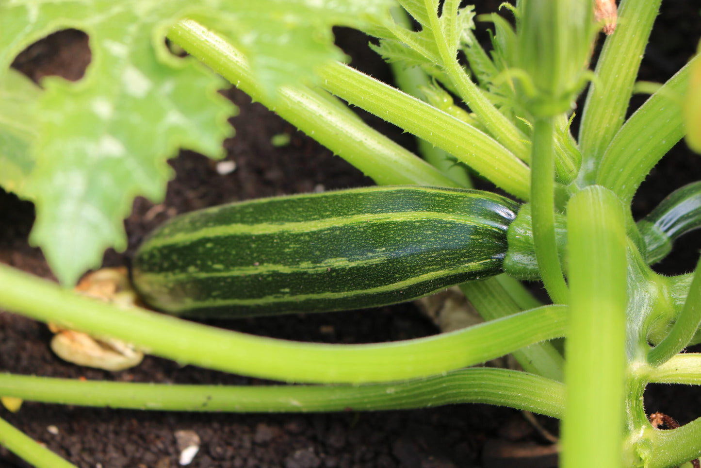 Safari – Zucchini Squash Seed