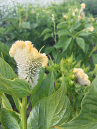 Cramer’s Lemon Lime – Celosia Seed