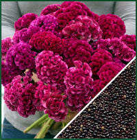 Cramer’s Rose – Celosia Seed