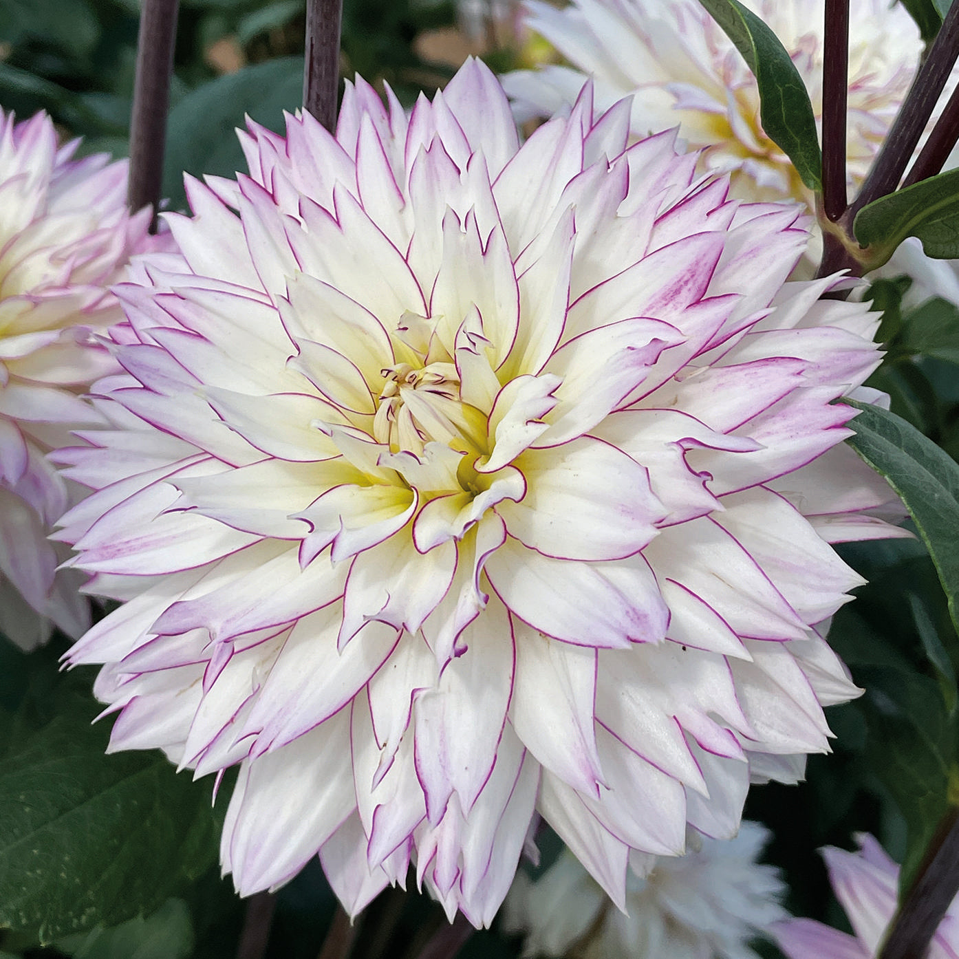 Crazy Love Dahlia