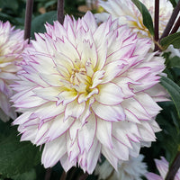 Crazy Love Dahlia