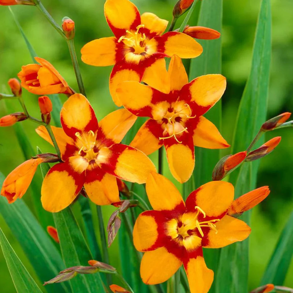 Emily McKenzie Crocosmia