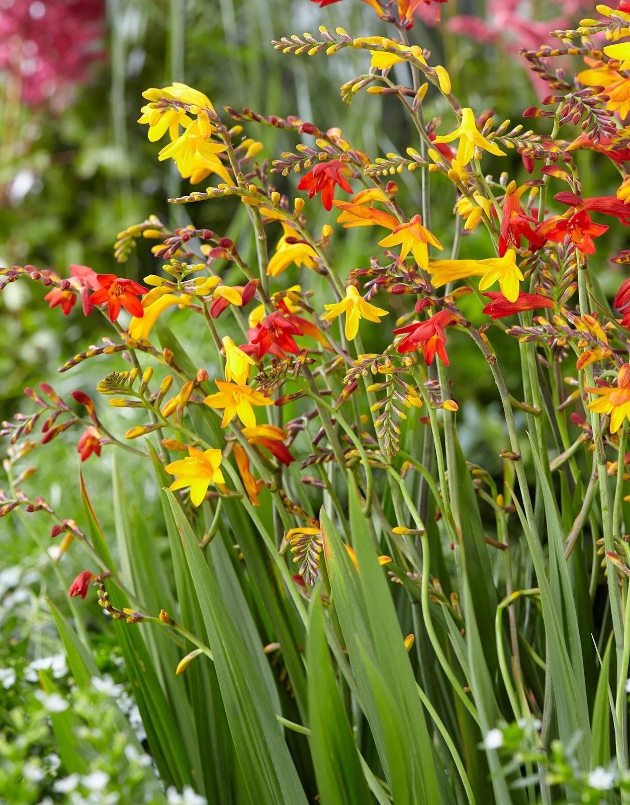 Crocosmia Mixture