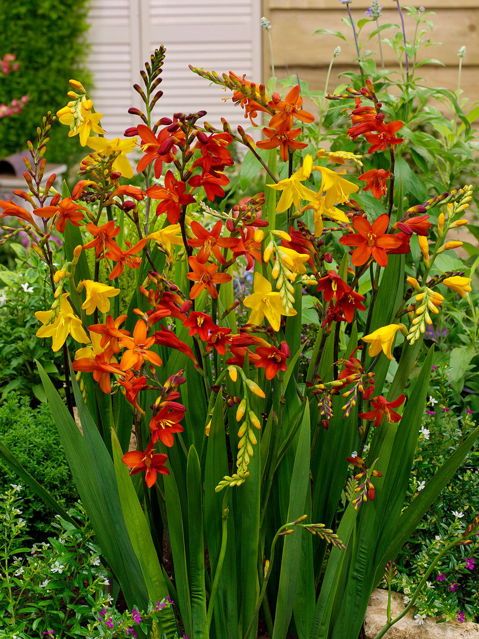 Crocosmia Mixture