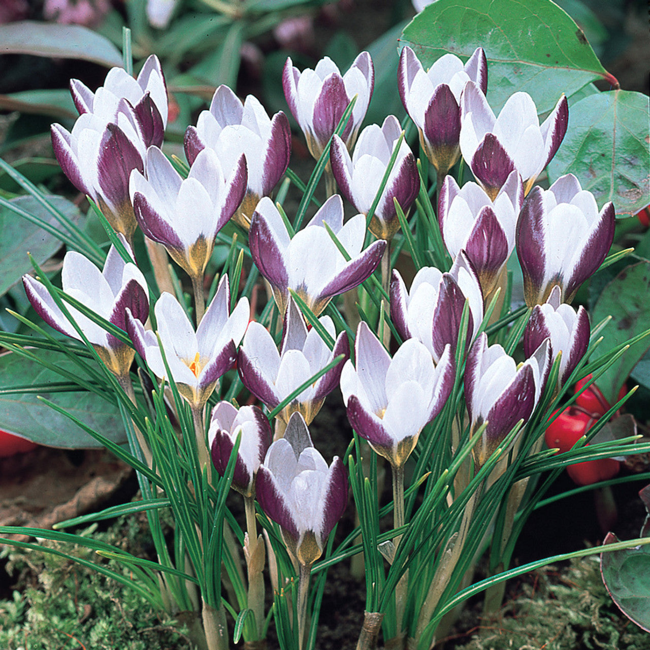Ladykiller Snow Crocus Seeds