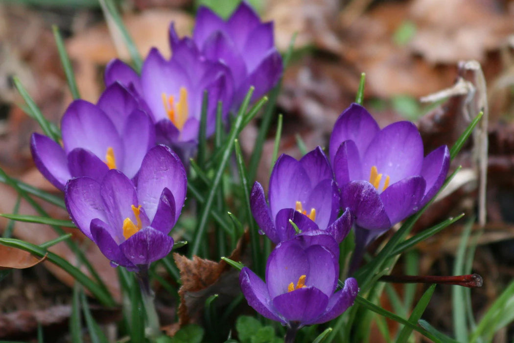 Crocus Flower Record Bulbs