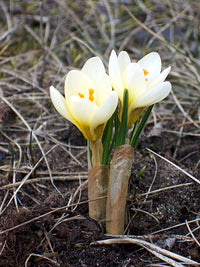 Snow Crocus- Cream Beauty