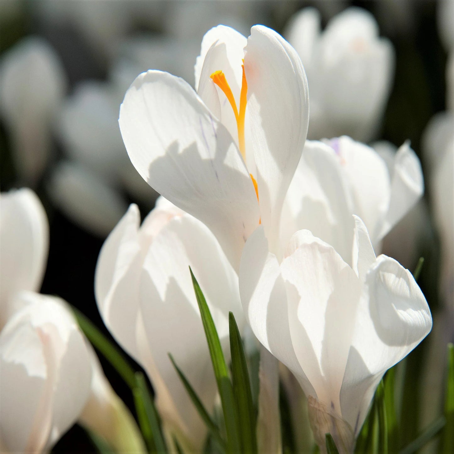 Snow Crocus- Purity